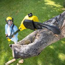 Best Stump Grinding and Removal  in Pine Air, FL